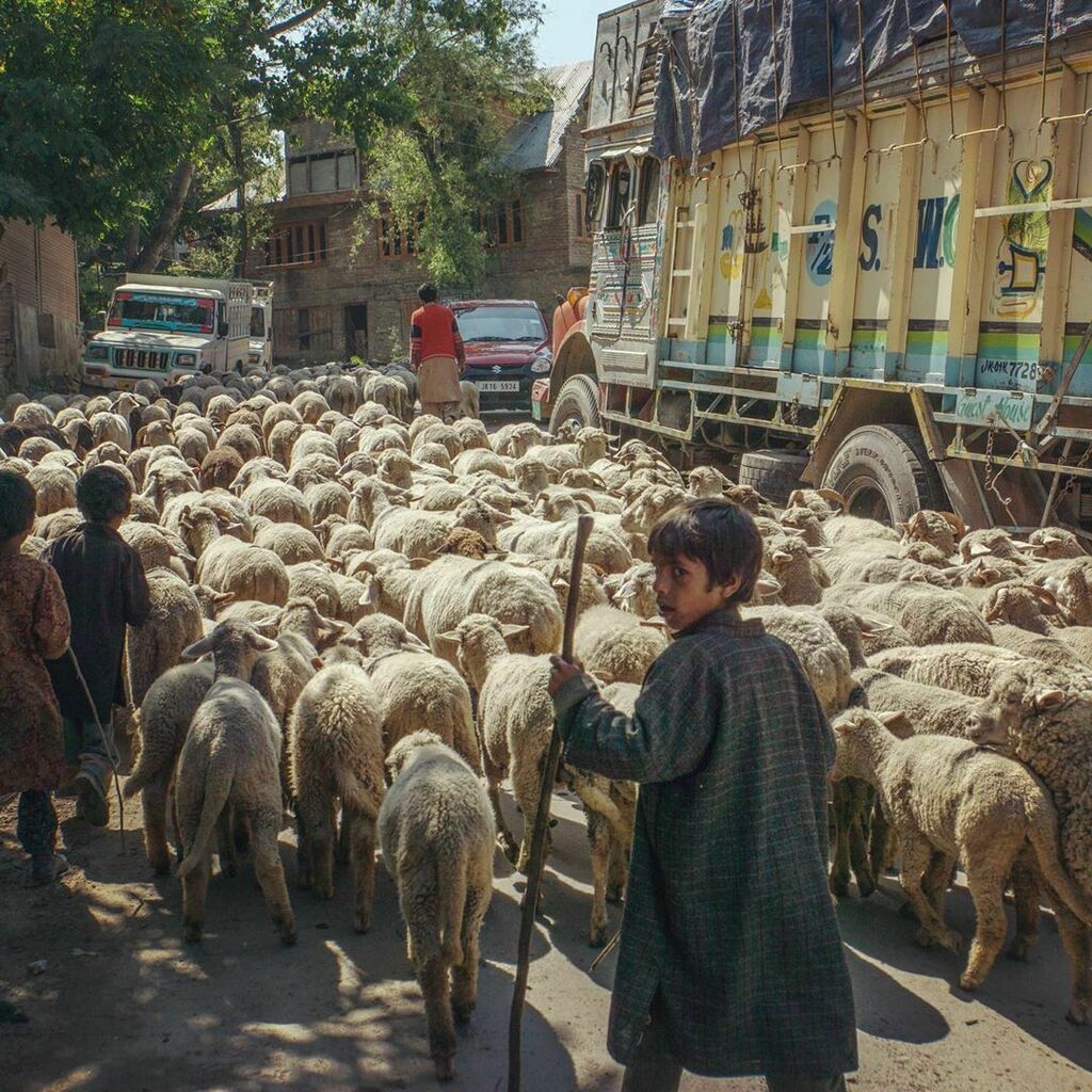 FromTheRoad's tweet photo. Morning traffic jam!!! 🐐🐑🐑🐐💛 #kashmir #village #travel #precovidmemories 

https://t.co/ZSRqw96puy https://t.co/ocL0mDq4xB