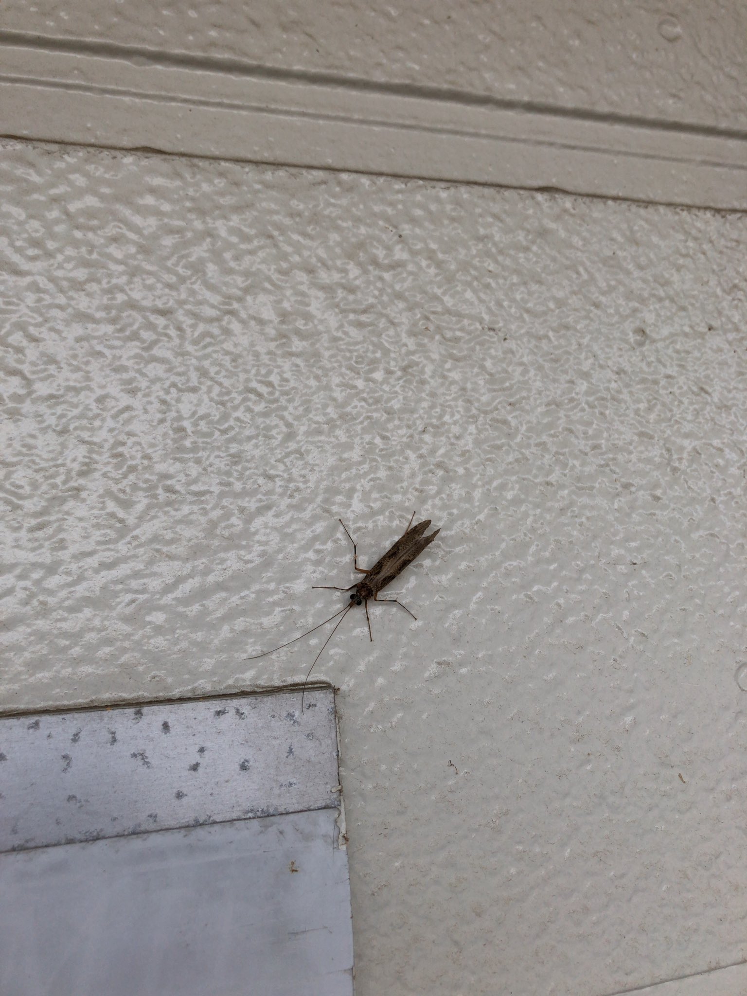 ほうげ 虫画像注意 こいつが夜に大量発生して困ってます 名前と対処法 玄関周りに集まらないようにしたい がわかる方がいたら教えてください 神奈川県の住宅街で発生 薄茶色で普段はじっとしているけど動くと早い 飛びます 教えて虫の人