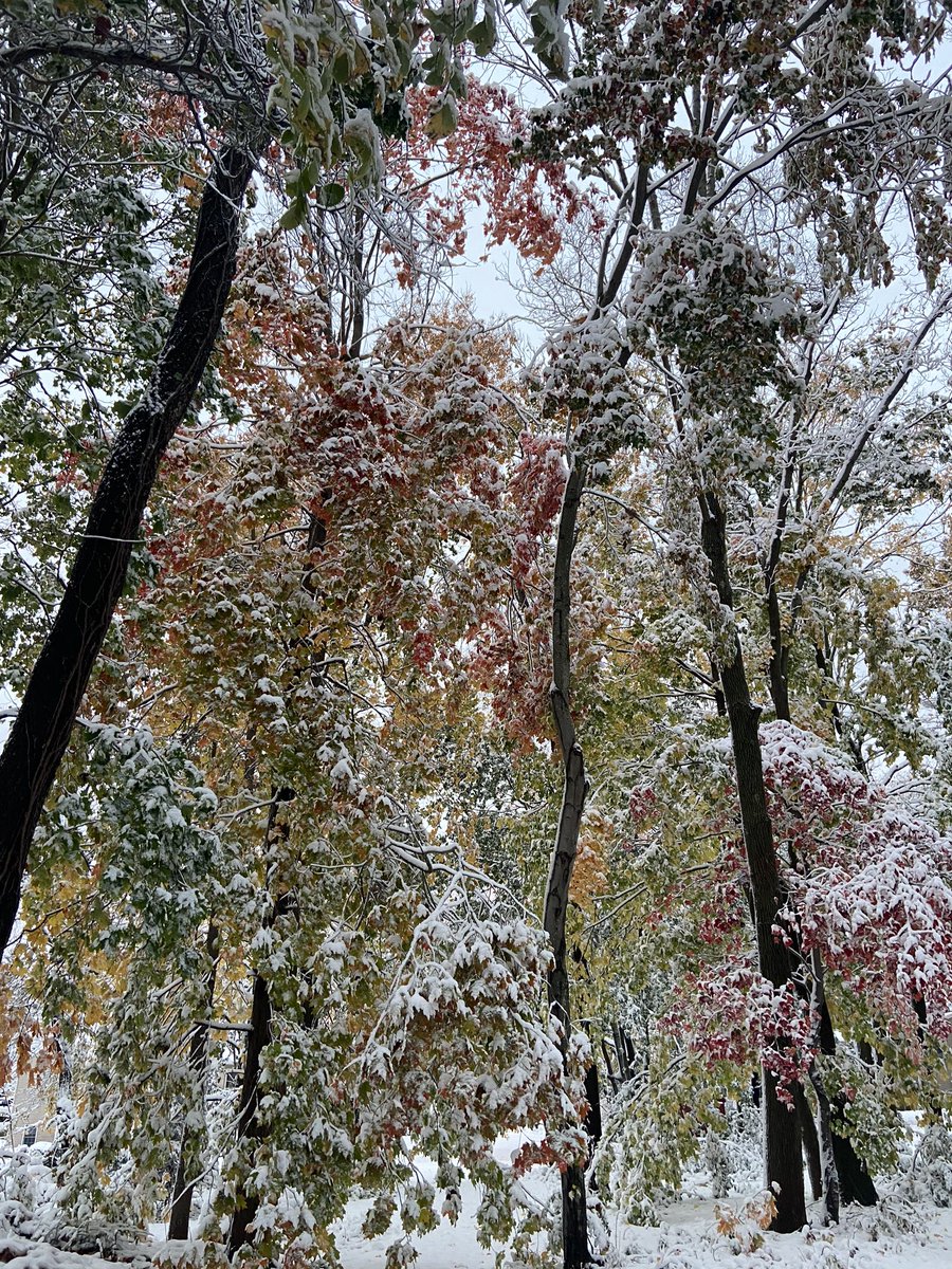 shawna_murray7's tweet photo. It’s October... me and snow have never seen eye to eye, at least it’s pretty🤍🎃🍁❄️❓❗️ https://t.co/FuFR7Of5Fc
