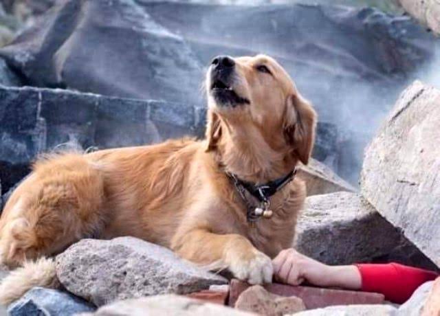 Zehirlenilerek dövülerek öldürdügünüz köpekler busenin hayatini kurtariyor. Teşekkürler can dostlarımız...🙏 #Yanındayızİzmir