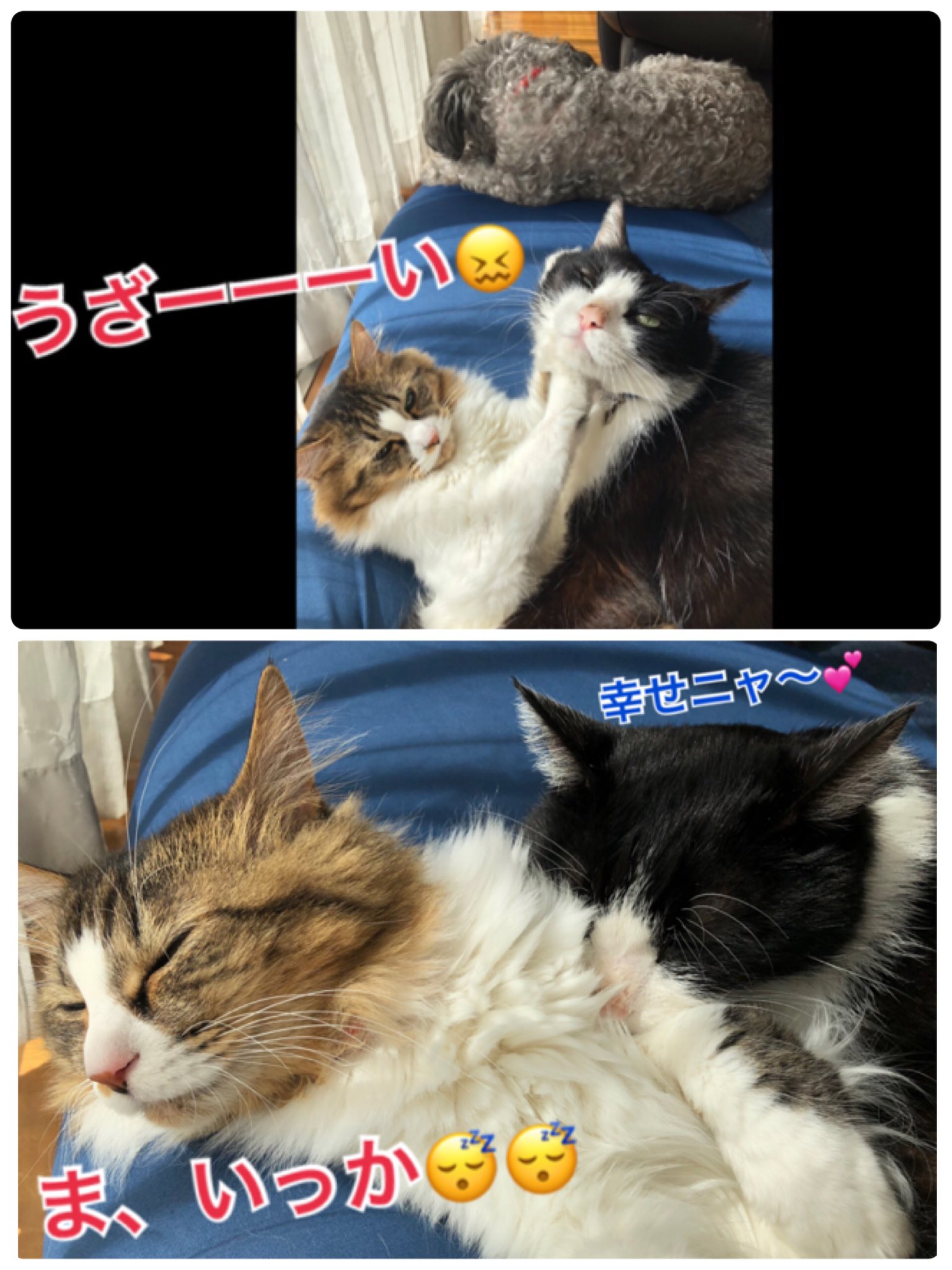 猫写真漫画 Twitter Search Twitter