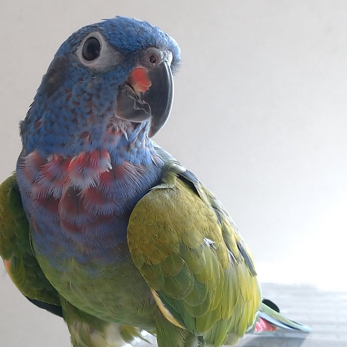 puipuiwing's tweet photo. #アケボノインコ
中雛から若鳥に…
羽色も 鮮やかになり、
自然の風景も #Color_change が素敵な季節になりました😃
皆さま 良い週末を☀️ https://t.co/J3CBd3vhq3