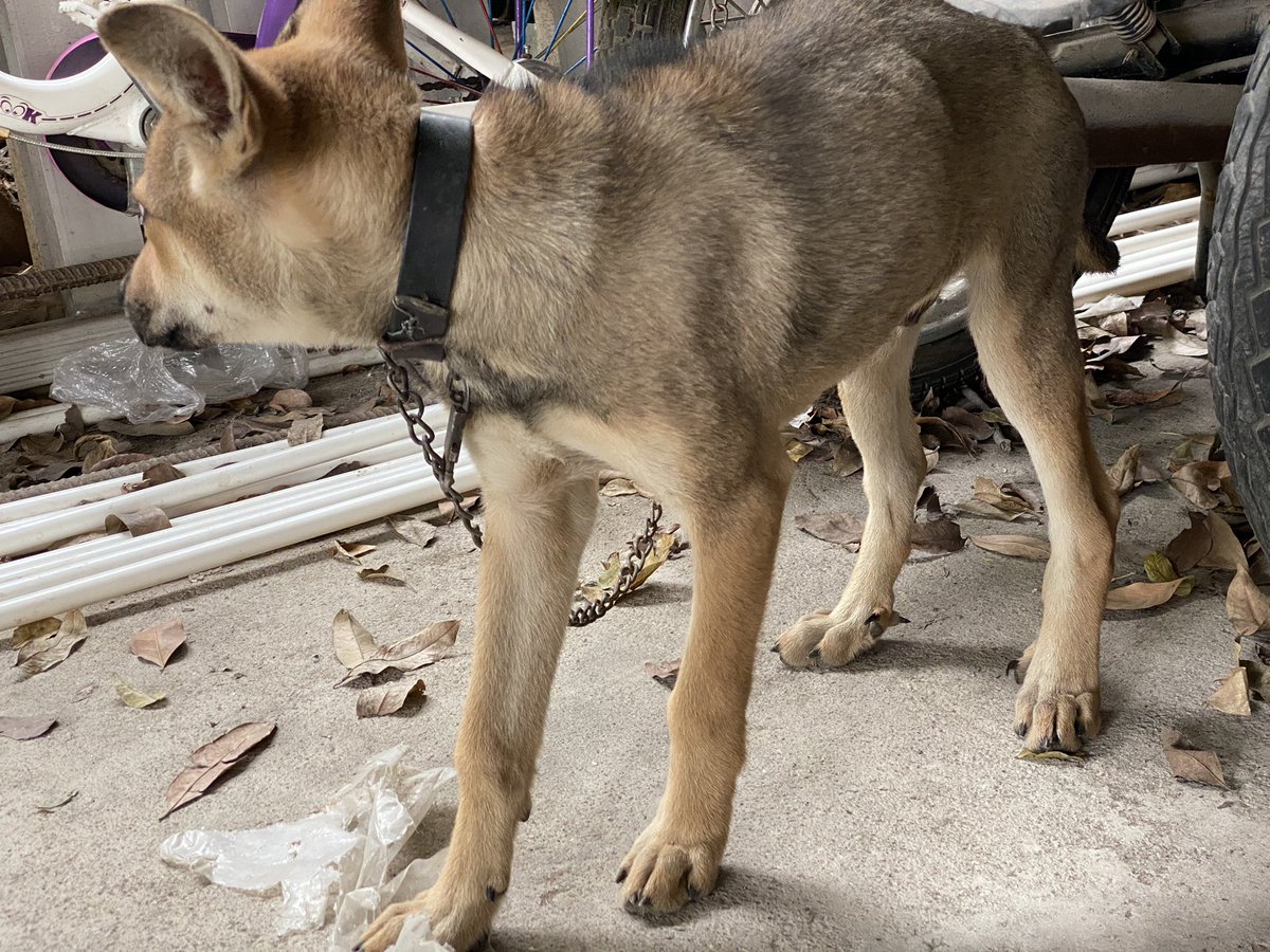 ぱせり 後ろ足に狼爪を持っている犬をベトナムでは割と見かける 職場の警備員のおっちゃんが飼っている犬 4ヶ月齢 狼爪 ぱせり 後ろ足に狼爪を持っている犬をベトナムでは割と見かける 職場の警備員のおっちゃんが飼っている犬 4ヶ月齢 狼爪