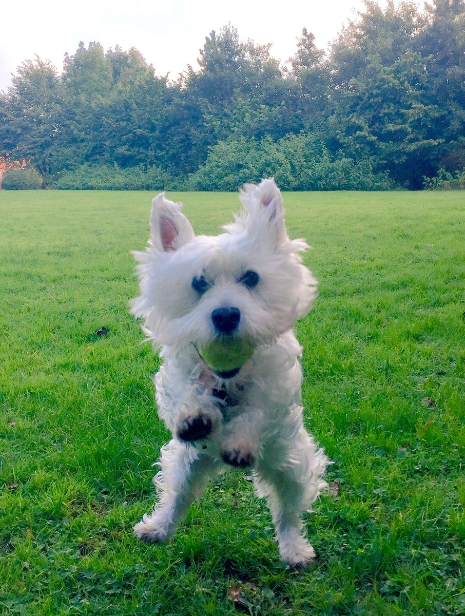kikostott1's tweet photo. Sorry for you loss, Kiko passed away last Saturday. It’s been a week, We miss her so much 💔. https://t.co/bifCFxRLW1
