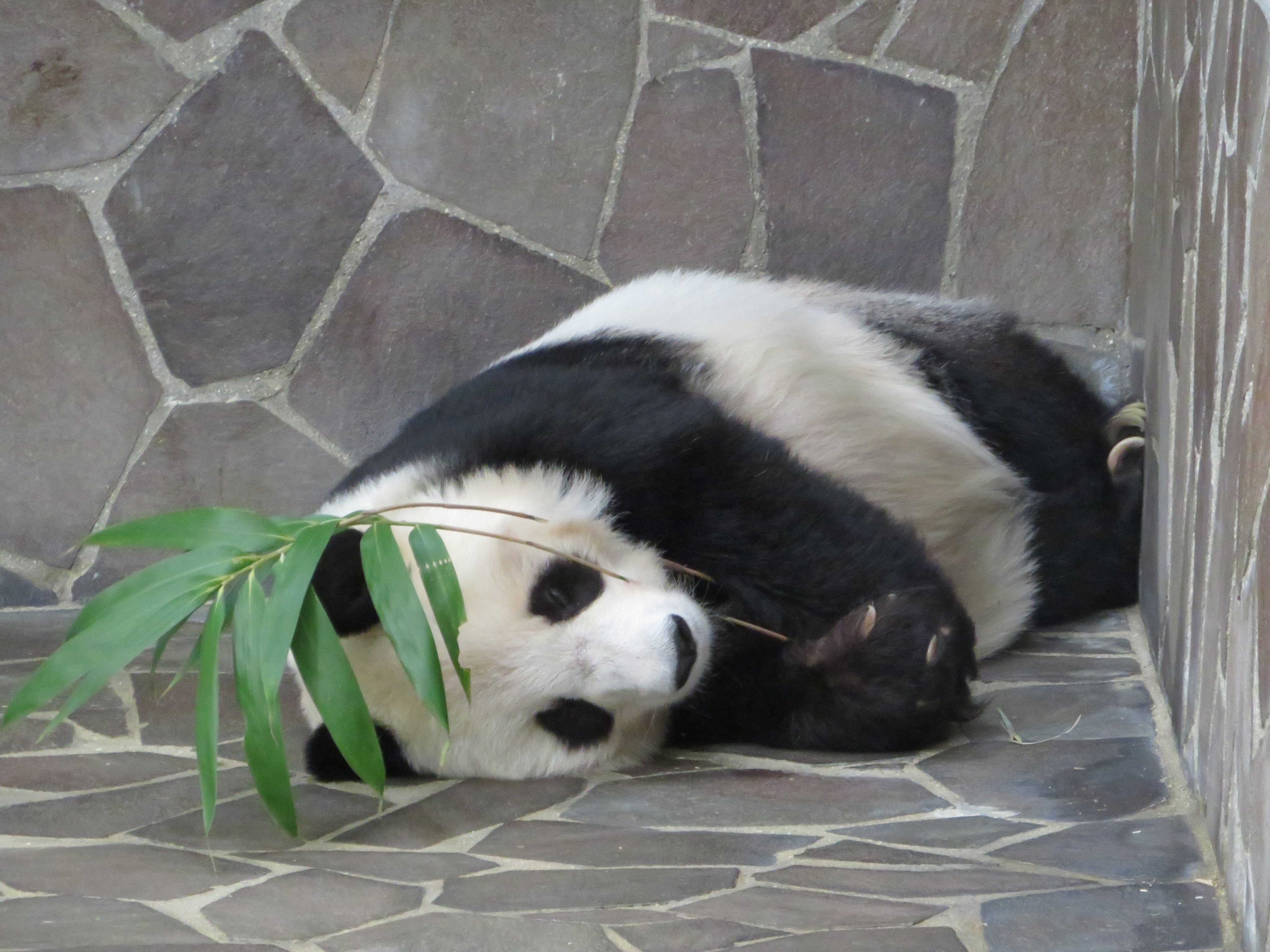 神戸市立王子動物園（公式） on X: 