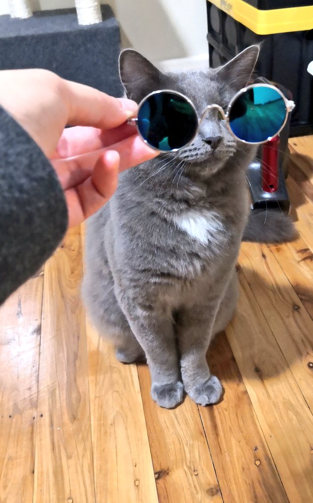 Happy Halloween 🎃, from my cat Phantom 🦇 to your favourite familiar 💕 #refusedtowear #itried #trickorkittentreats