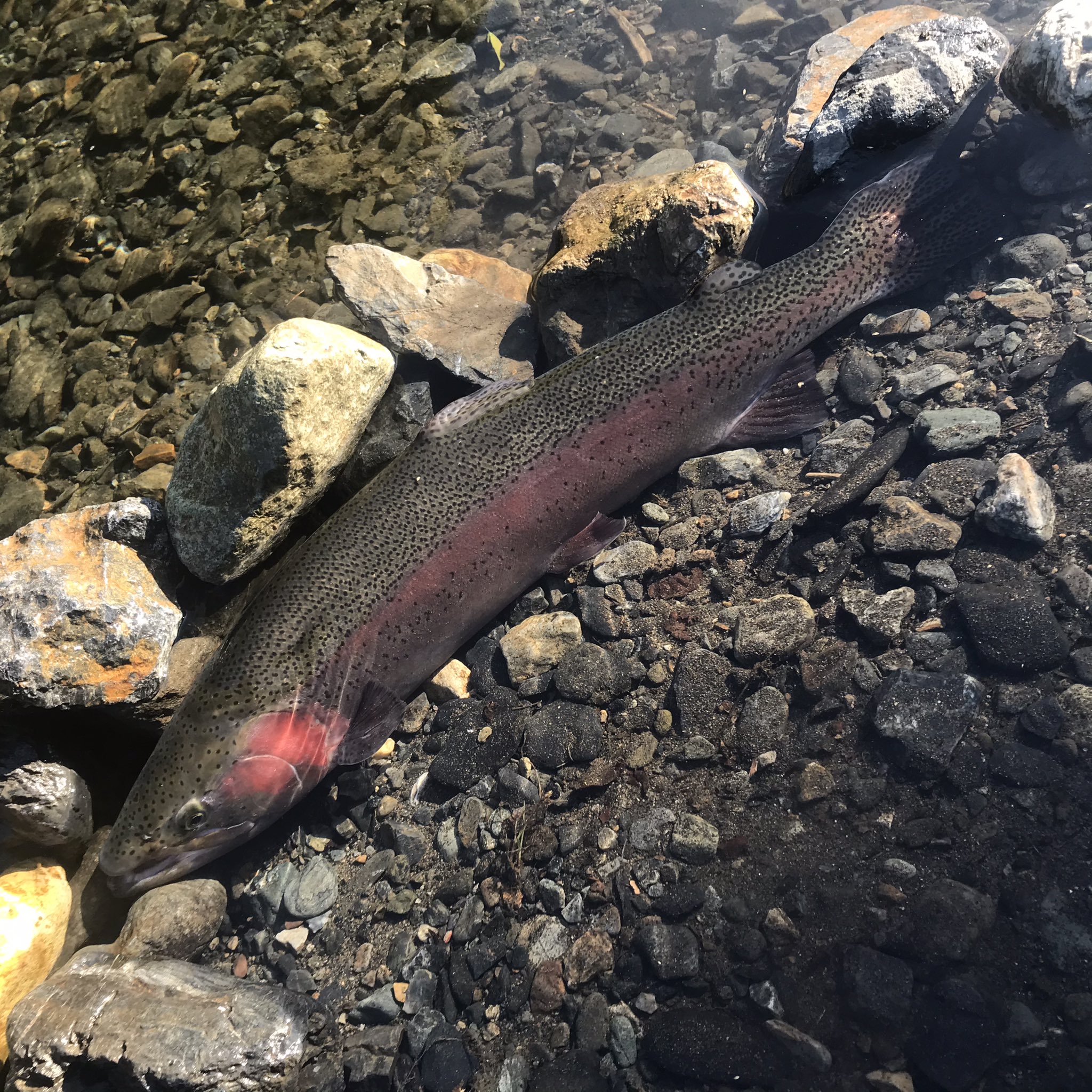 Kiryu City Life 梅田湖 エサ釣りで68cmのニジマスがhit 群馬 桐生 梅田湖 桐生川ダム ニジマス ニジマス釣り 頂鱒 エサ釣り 餌釣り T Co 2ibnwcrgjx Twitter