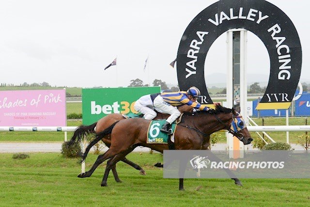 sharingwinners's tweet photo. Last start winner, Think He Mei steps out in the 7th at Mornington on Sunday. Winning hoop from Y. Glen, Patrick Maloney on For the 2400. Gotta be a Clanbrooke chance. Let’s hope he can back up @clanbrooke @PGCareyRacing @beermitchell #giddyup #gotachance https://t.co/FcS9XijC4X