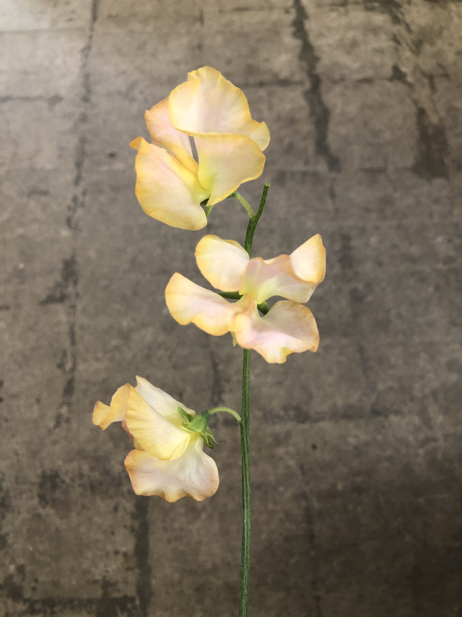 ビックフラワー荻窪店 スイートピーの切り花が入荷してます 香りがとても良くヒラヒラと可愛らしいですね スイートピー 花のある暮らし ビックフラワー 荻窪 花屋 T Co Ojn1jc8shg Twitter