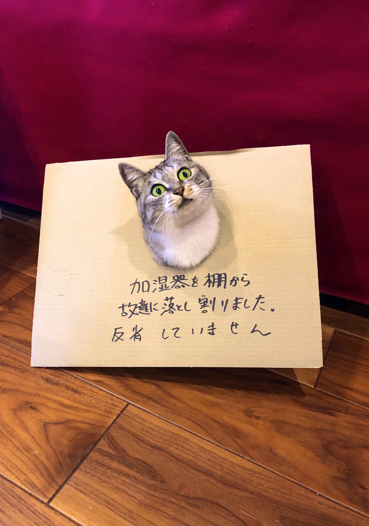 故意だから反省の色なし？処されたのにドヤ顔の猫w 話題の画像プラス