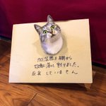 故意だから反省の色なし？処されたのにドヤ顔の猫w