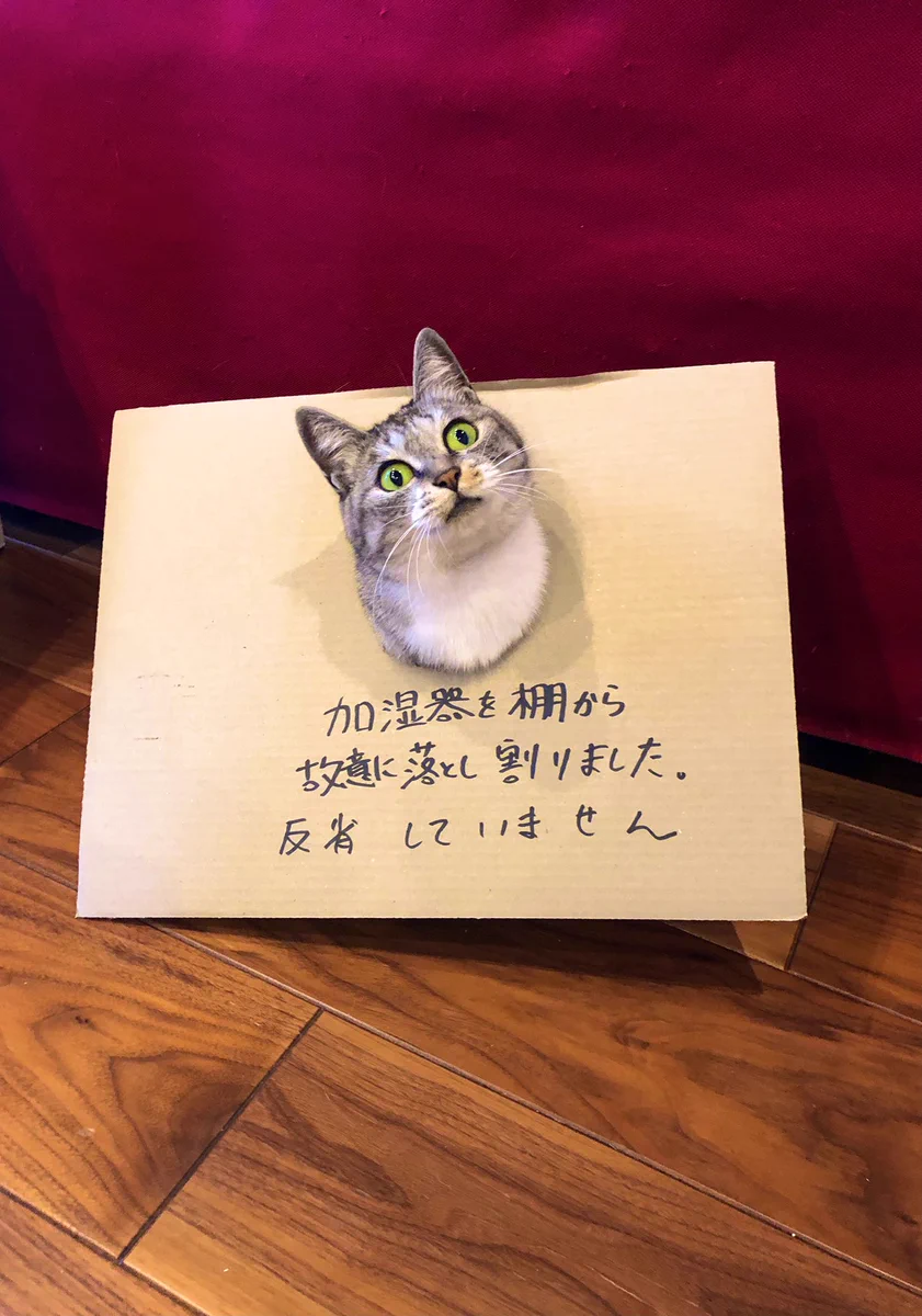 故意だから反省の色なし？処されたのにドヤ顔の猫ｗｗ