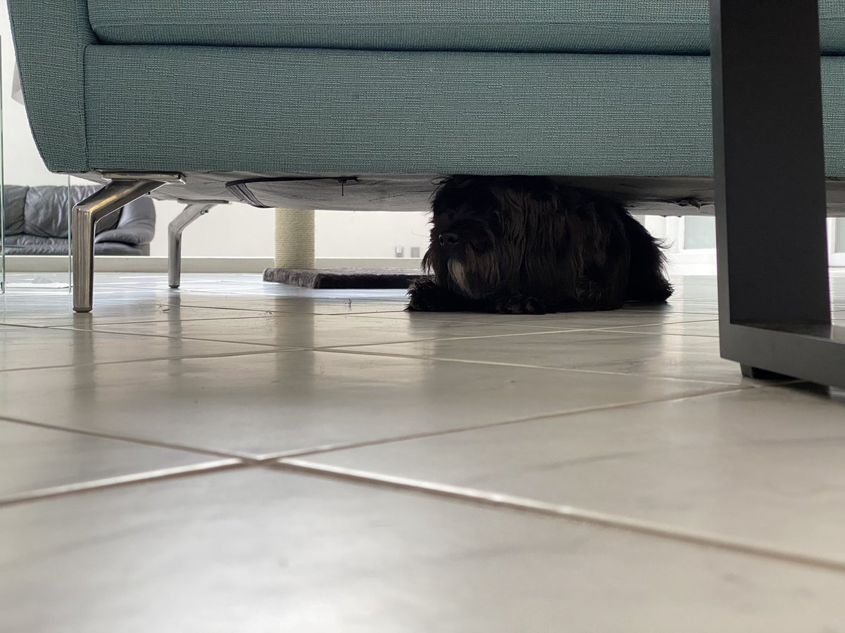 PepperandChewy's tweet photo. 강아지 아닌 고양이라고 생각하는 강아지 https://t.co/oTHTXaMMFU