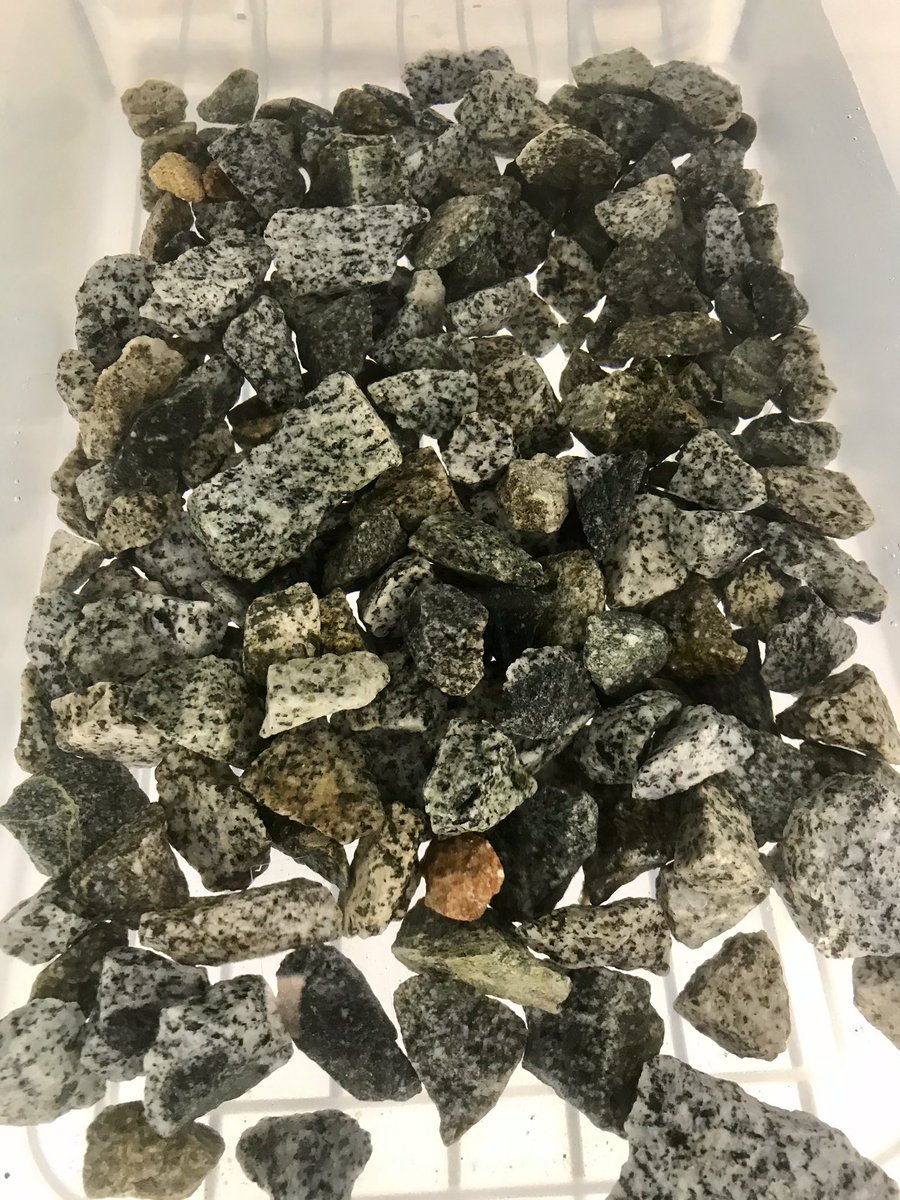 Round two! My second #greengravel trial is underway at the <a href="/BamfieldMSC/">Bamfield MSC</a>. This time I’m focusing on Macrocystis, a key habitat forming species. Thanks <a href="/twernberg/">Thomas Wernberg</a> and <a href="/Filbeek/">Karen Filbee-Dexter</a> for the inspiration. #kelp #restoration