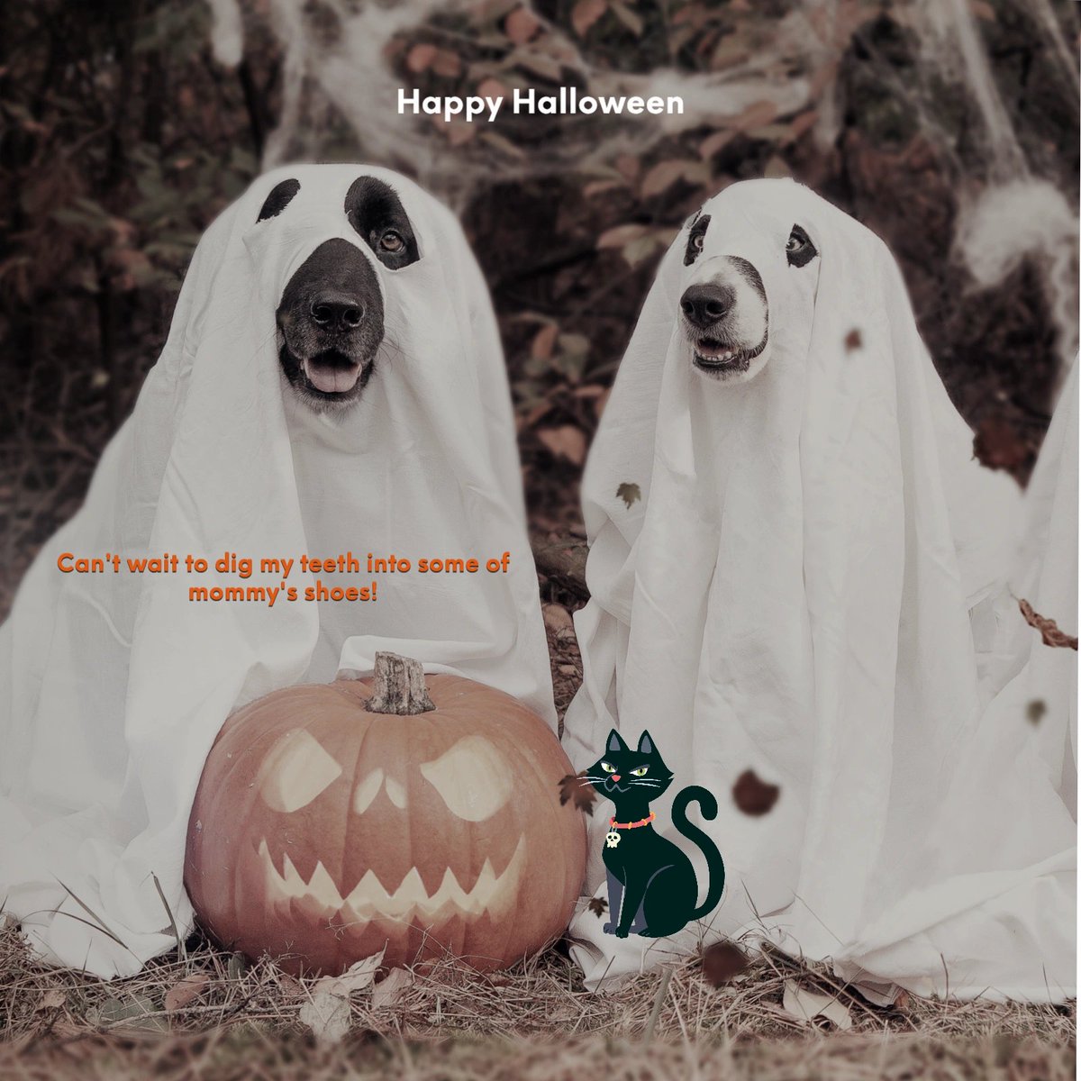 Hoping to get a lot of candy this year! How about you? Are you venturing out for  Trick or Treat?