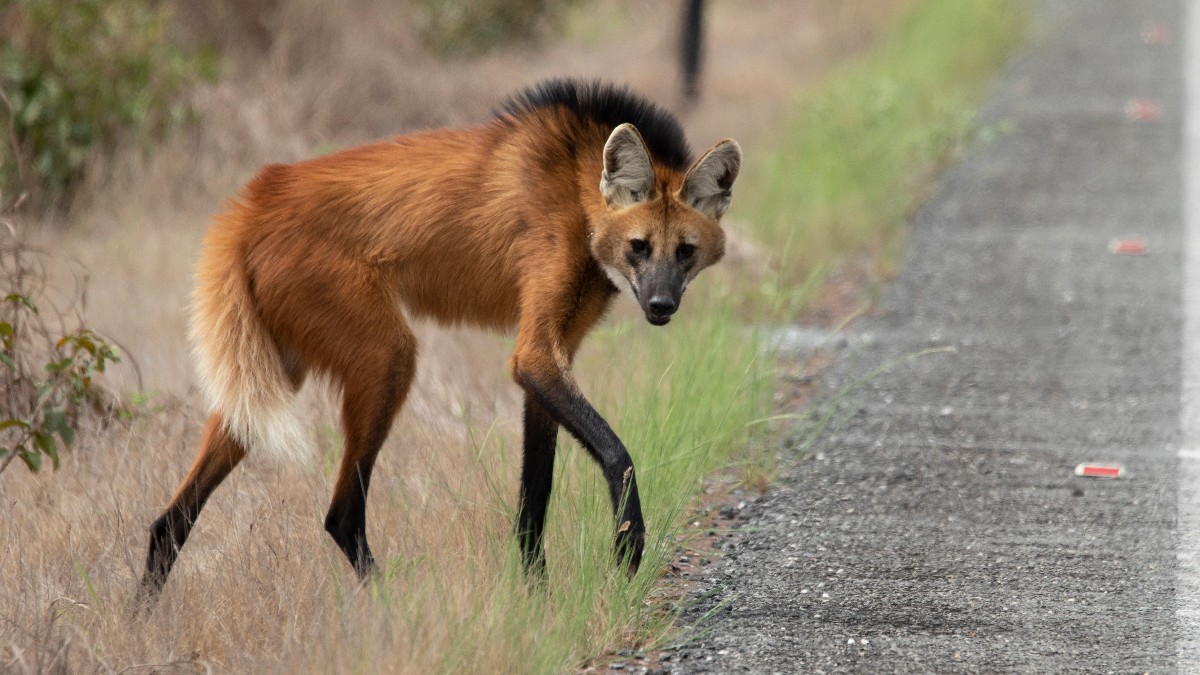 BBCEarth's tweet photo. Despite their name, genetic research shows that the maned wolf is neither fox or wolf. Instead, it's classified as its own distinct species and the only member of the Chrysocyon family. The perfect hybrid animal to celebrate Halloween! 🎃

#EarthCapture by Luigi Seronni https://t.co/83FtdFIXD1