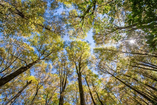 vagabondway's tweet photo. It can be hard to hike and cover any distance in fall bc one has to look ahead, look left, look right, look up, look down. It's so pretty everywhere. #vermontlife #ilovevt #vt #trees #vermonting #hiking #thisisvt #giffordwoods #vtstateparks https://t.co/syAxHQq4Dh