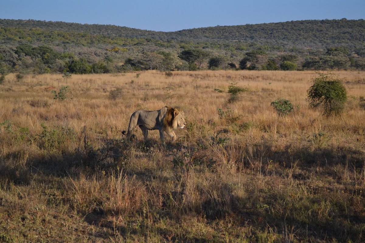 danisonawalk's tweet photo. Just read the tragic case study of canine distemper's impact on the Welgevonden lion population. One lioness survived. The Shadow to the South, evading me and many others, when I volunteered on the reserve in 2017. Thankfully there were new faces by then!
https://t.co/IczIqHpRib https://t.co/CIzq2qsB28
