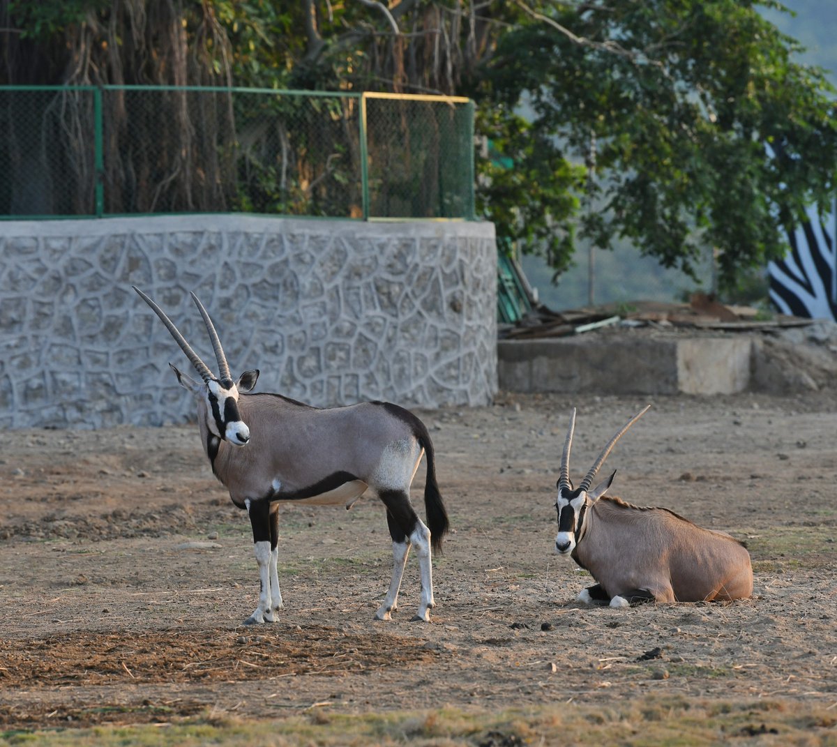 Kevadia offers a unique Jungle Safari, which takes you through the faunal diversity of India. I had the opportunity to visit the Jungle Safari area earlier this evening. Sharing some pictures.6/n