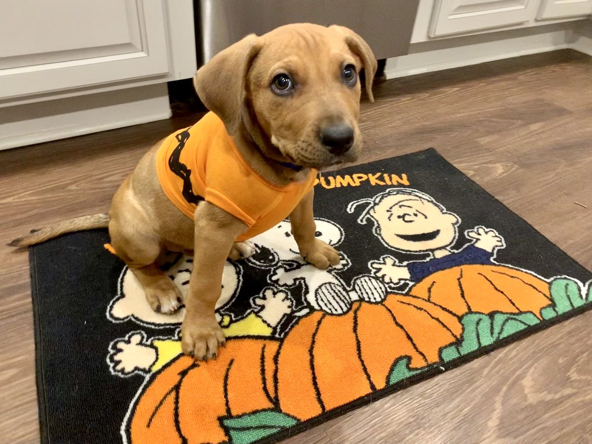 HaneyHounds's tweet photo. Happy Howl-o-ween from all the Haney Hounds, including recent foster pup, Myles who found his forever home two weeks ago. 🎃 https://t.co/yxysyiYCuC