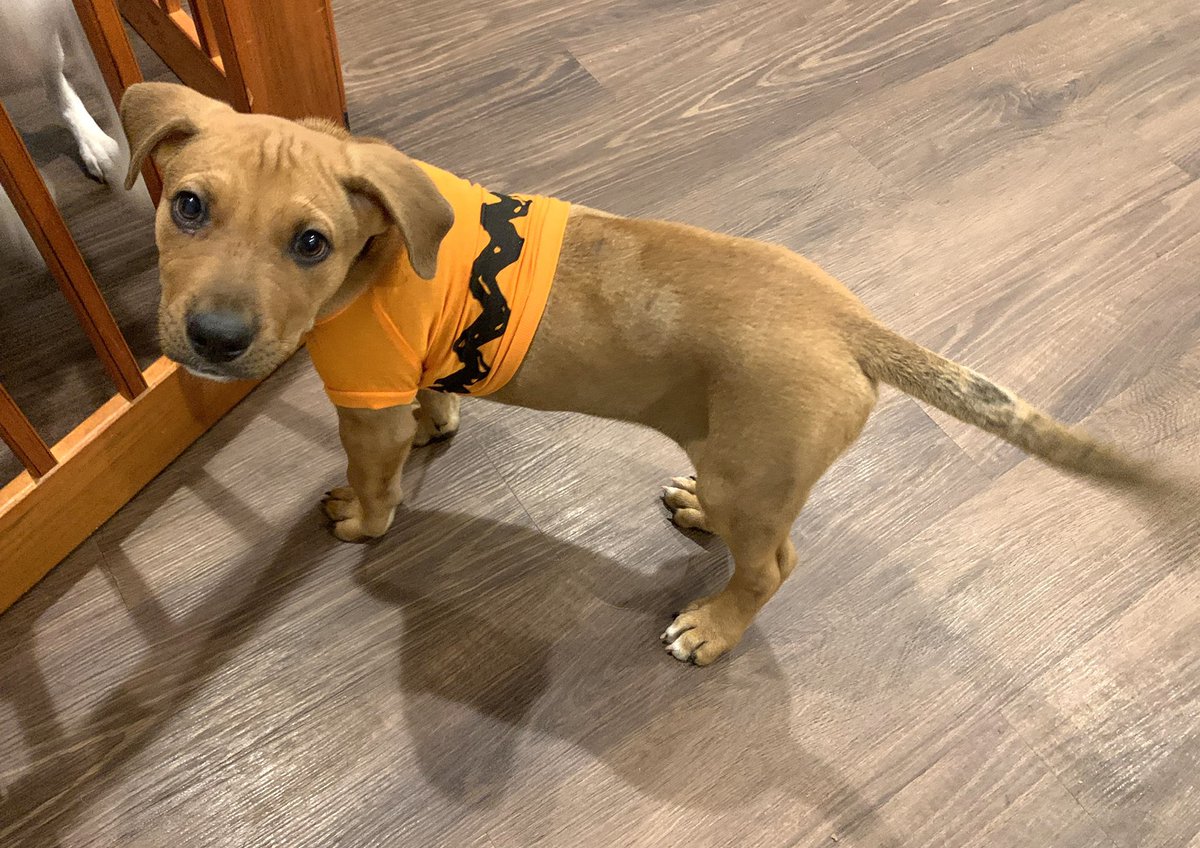 HaneyHounds's tweet photo. Happy Howl-o-ween from all the Haney Hounds, including recent foster pup, Myles who found his forever home two weeks ago. 🎃 https://t.co/yxysyiYCuC