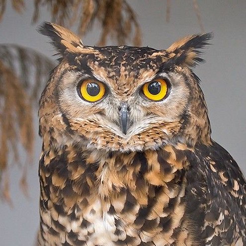 Chinese words are fascinating because each character is a discrete morpheme. Animal names tend to be pretty literal descriptions:owl: “eagle with cat head" 猫头鹰kangaroo: “mouse with a pouch” 袋鼠dolphin: “pig swimming in sea” 海豚sloth: "lazy animal hanging in tree" 树懒