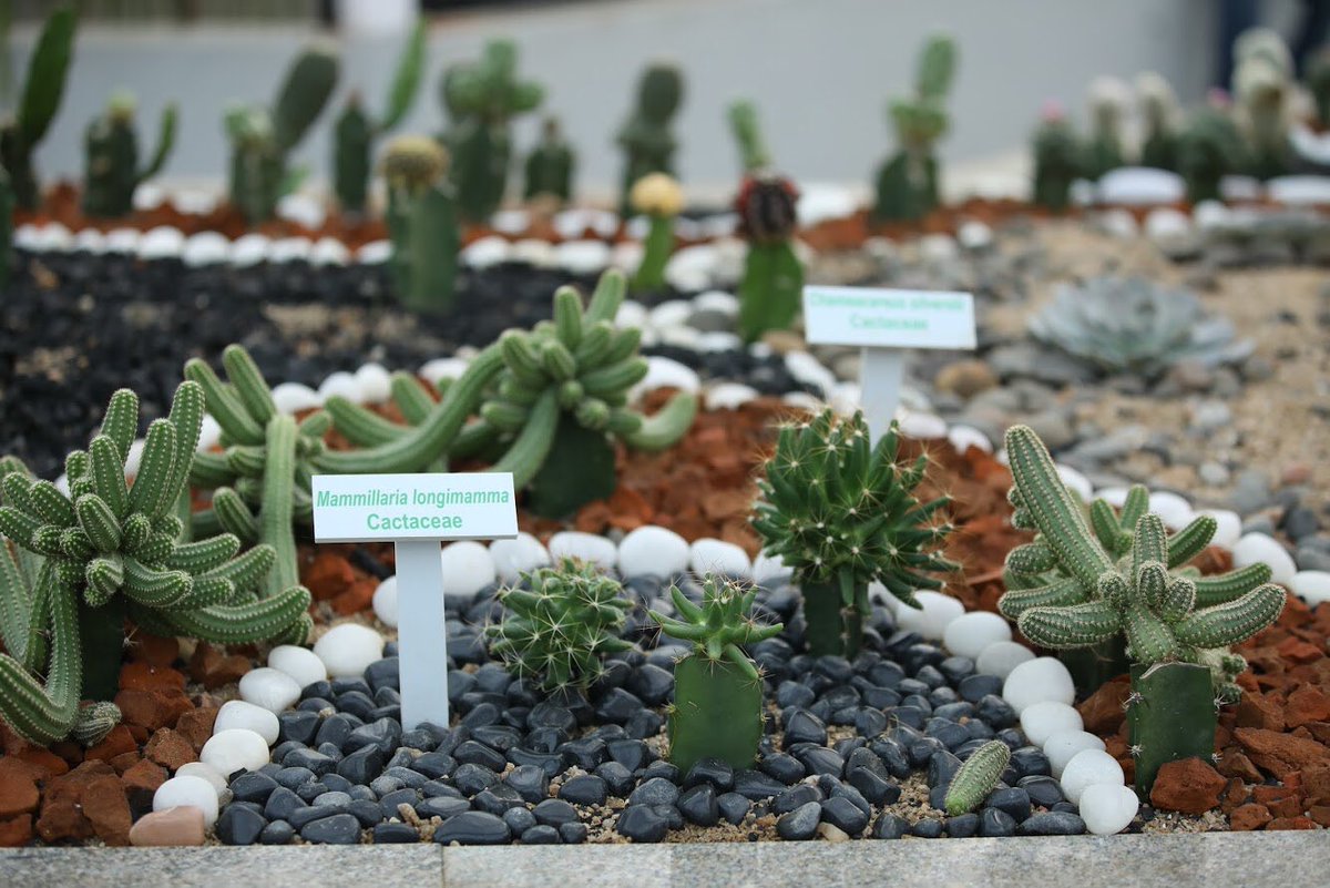  #CactusGarden As you visit the Statue of Unity, make it a point to take a tour around Cactus Garden. Explore the botanical miracle of adaptation. Spend some time learning about the wide variety of cacti preserved in the garden.12/n