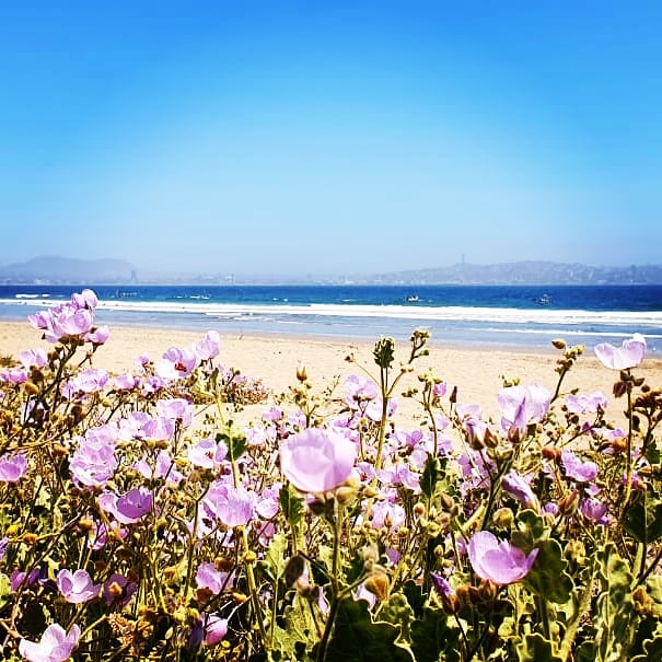 Ecoturismo La Serena tweet media