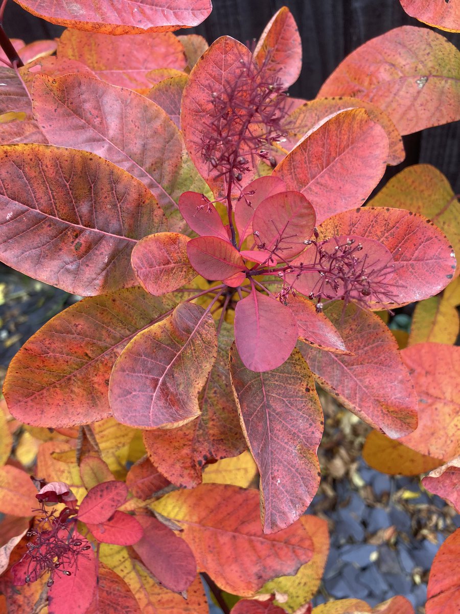 WorldNannys's tweet photo. Autumn warming colours of my ‘Smoke Bush’
Must purchase another.
Anyone else a fan? Can I see your photos?
#smokebush #smokebushtree #smokebushes #autumnvibes🍁 #autumn #autumnvibes #autumnshrubs #autumntrees #redsofautumn #shrubs #nannysgardenworld https://t.co/oqKVkWLKey