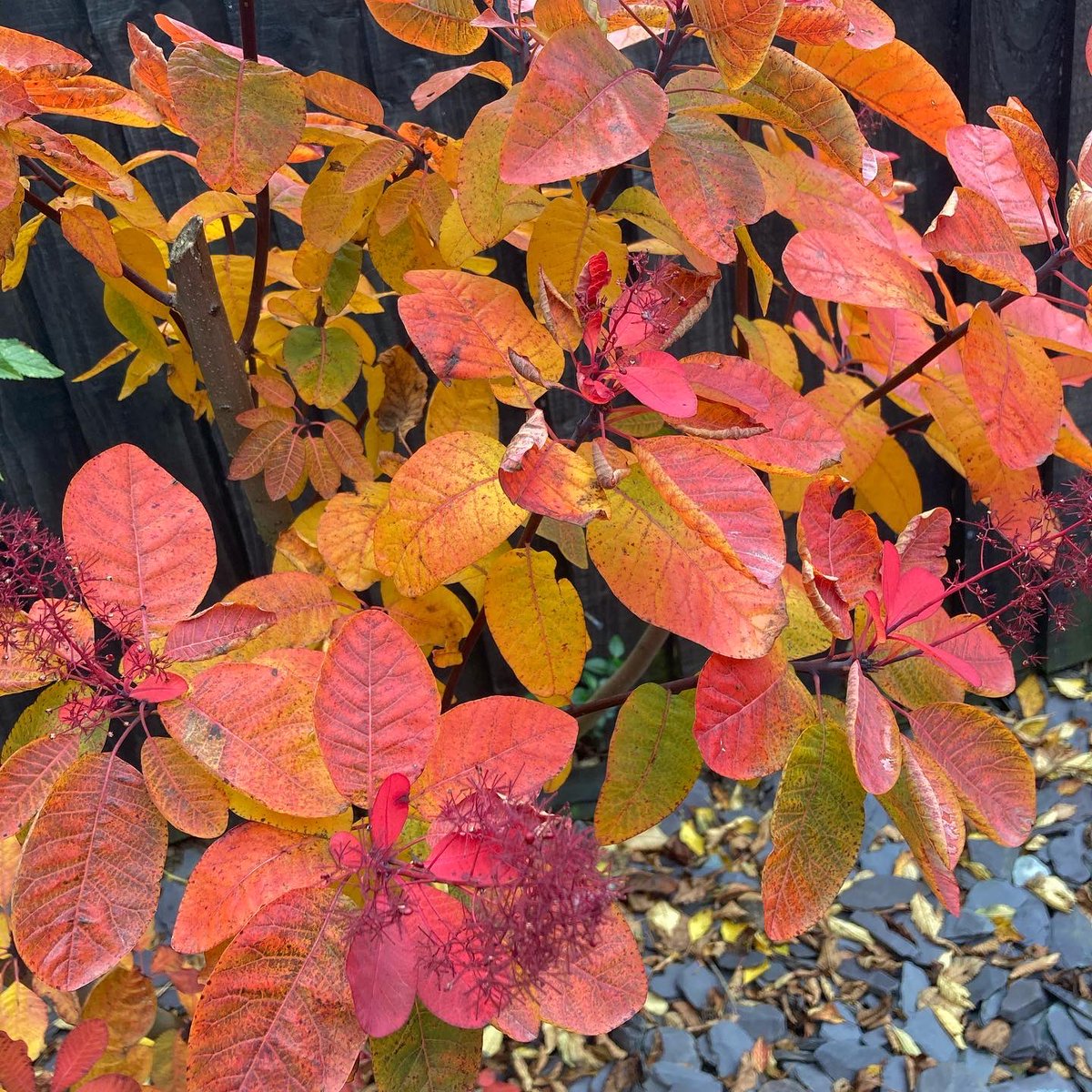 WorldNannys's tweet photo. Autumn warming colours of my ‘Smoke Bush’
Must purchase another.
Anyone else a fan? Can I see your photos?
#smokebush #smokebushtree #smokebushes #autumnvibes🍁 #autumn #autumnvibes #autumnshrubs #autumntrees #redsofautumn #shrubs #nannysgardenworld https://t.co/oqKVkWLKey