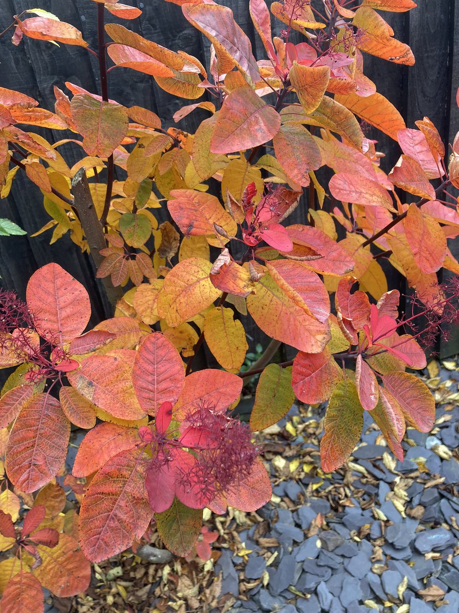 WorldNannys's tweet photo. Autumn warming colours of my ‘Smoke Bush’
Must purchase another.
Anyone else a fan? Can I see your photos?
#smokebush #smokebushtree #smokebushes #autumnvibes🍁 #autumn #autumnvibes #autumnshrubs #autumntrees #redsofautumn #shrubs #nannysgardenworld https://t.co/oqKVkWLKey