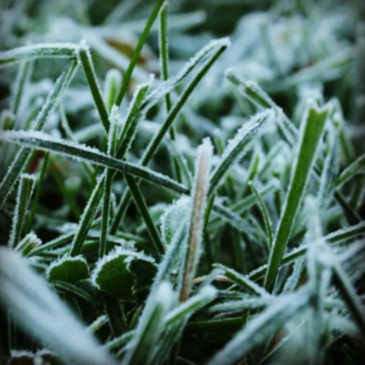 Jack Frost did a number on us last night. The frost is very thick and we are looking like at least a 2 hour delay. Please call the Pro Shop for details.