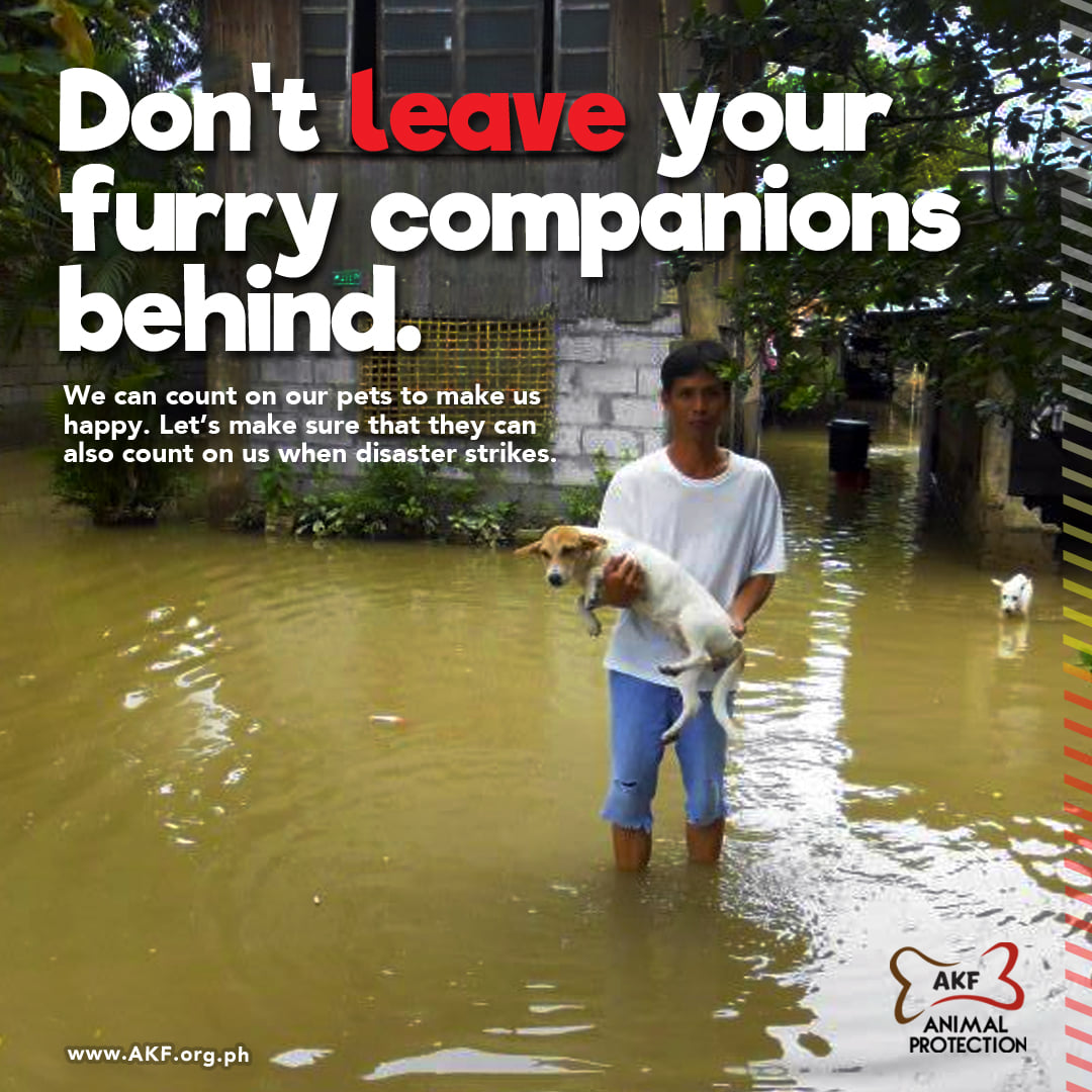 AKFanimalrescue's tweet photo. As typhoon #RollyPH comes, AKF appeals to pet-owners, caretakers, and government agencies: Please do not leave the animals behind.
#donotleavepetsbehind
#AKFanimalprotection
#akfanimalrescue https://t.co/JbQesFktEi