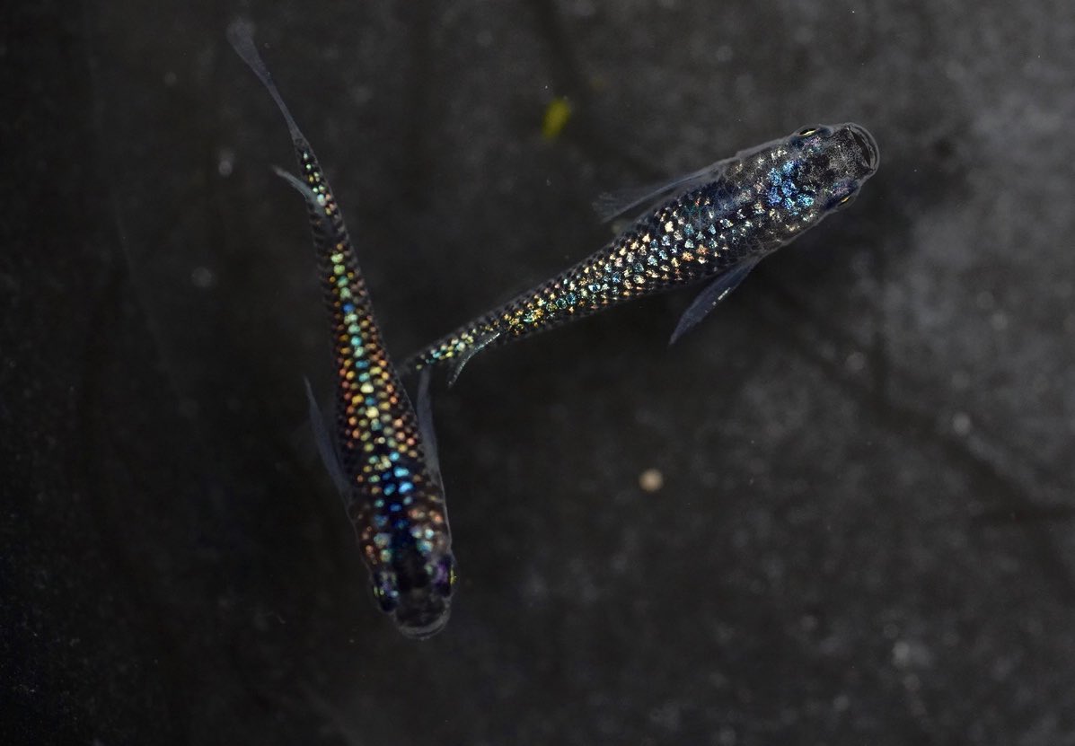 花小屋 毱花 オーロララメヒレ長 繊細なラメ色がとても綺麗に ๑ ᴗ めだか メダカ T Co Hf0ppliqte Twitter