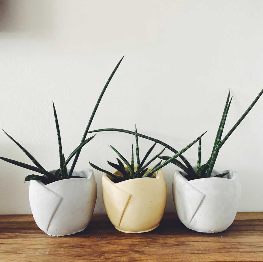 creteandco's tweet photo. L I V
She’s no plain Jane. 😊 She has the perfect size to fit a plant 🌸 or candle and looks amazing in any colour. DM us to order! 💁��♀️
#Creteandco #Concrete #ConcretePots #HandmadeConcrete #ConcreteDesign #ConcreteDecor #InteriorDesign #StatementPiece #WomenOwned #BlackOwned https://t.co/Q2BKKktx8n