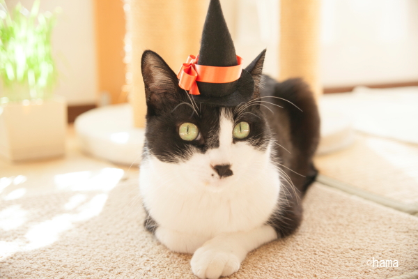 米子 こめこ さん Hamamura Gohan Twitter