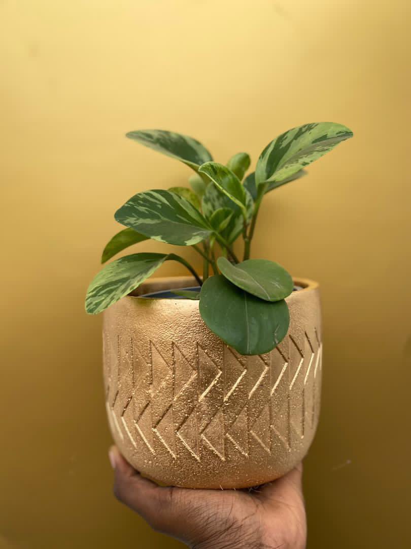 creteandco's tweet photo. ABUI
We love the triangular detailing on our Abui vessel! You want one or two, we know it 😏 😜
DM or WhatsApp us today 😉
-
#Creteandco #ConcretePots #HandmadeConcrete #ConcreteDesign #ColoredConcrete #ConcreteDecor #SmallBusiness #MadeInGhana #YourFavePotheads #Beton https://t.co/m8StX5beu7