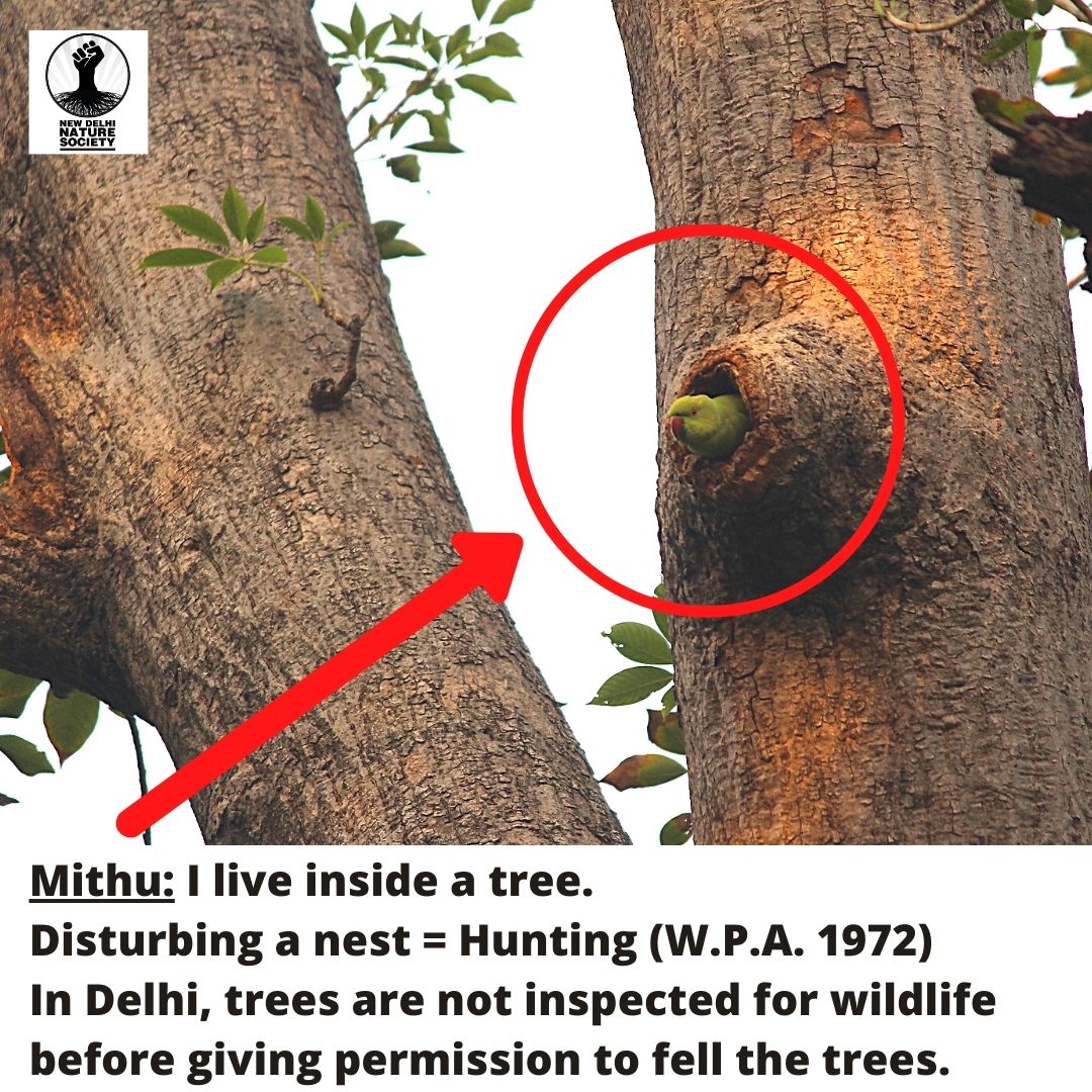 NDNS_HQ's tweet photo. Mithu: I live inside a tree.
Disturbing a nest = Hunting (W.P.A. 1972)
In Delhi, trees are not inspected for wildlife before giving permission to fell the trees.
(Location: 30 ft above the ground on a semal tree at Lodhi Garden)
#bird #wildlife
@Avibase @ParveenKaswan @CentralIfs https://t.co/XbUT4DZ2WT