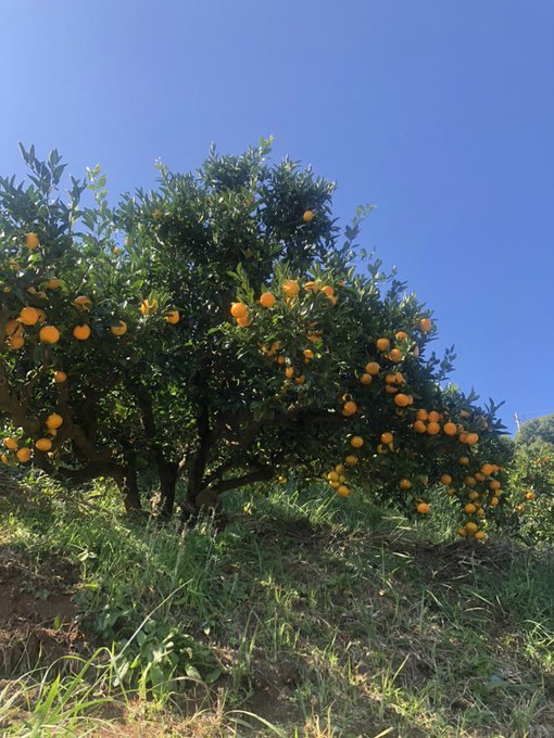 みかん狩りのtwitterイラスト検索結果