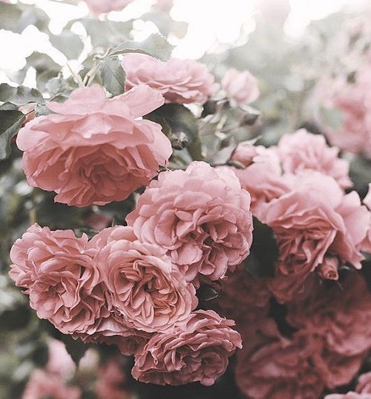 Kim Seokjin As a flower - a very beautiful thread~