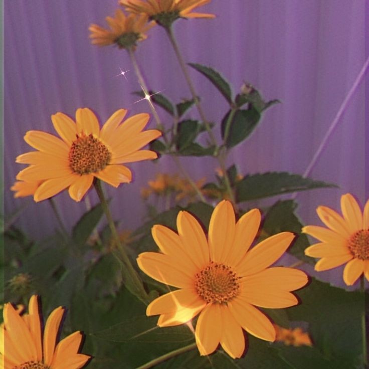 Kim Seokjin As a flower - a very beautiful thread~