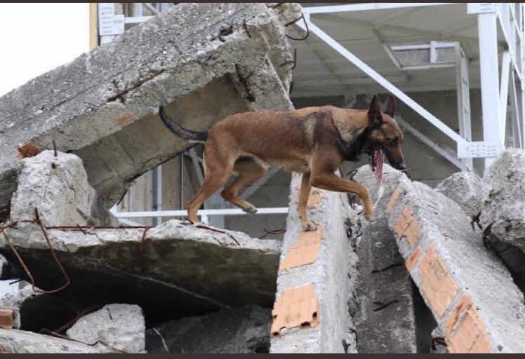 21. Yüzyıl teknolojisi ve mühendisliği değil. Enkaz altındaki insanı, köpek kurtarıyor. Onları sevin. Hayvanlara şiddet yasasını çıkarın. #izmir #izmirdeprem #izmirgecmisolsun #HayvanHaklarıYasasıHemen