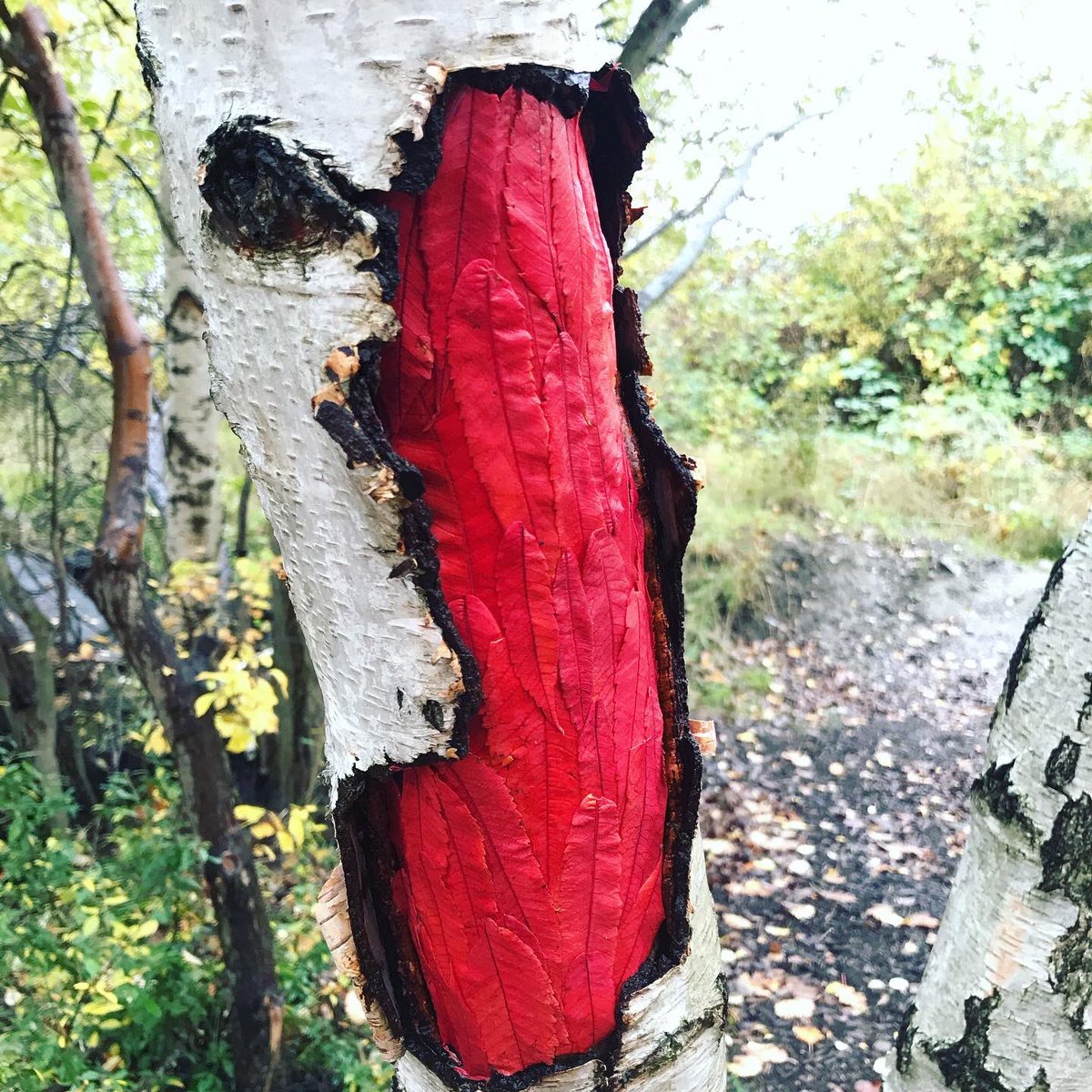 Frédéric Dilé tweet media