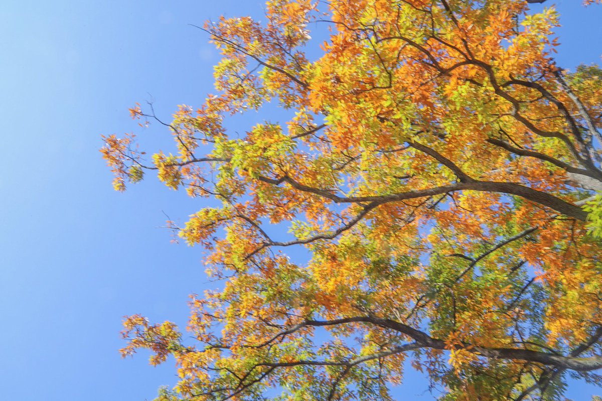 makopimk5's tweet photo. フォレストサンズ長瀞でキャンプイン！紅葉を眺められるし、迫力の荒川を間近に感じられたりして最高に居心地の良い所でした。#フォレストサンズ長瀞 #キャンプ場 https://t.co/evVV8uS2oG