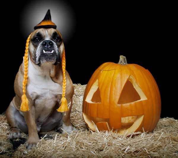 MPSHavering's tweet photo. 🎃Happy Halloween🎃 from  #stthavering, please stay safe. #Halloween2020 https://t.co/DusogiobNS