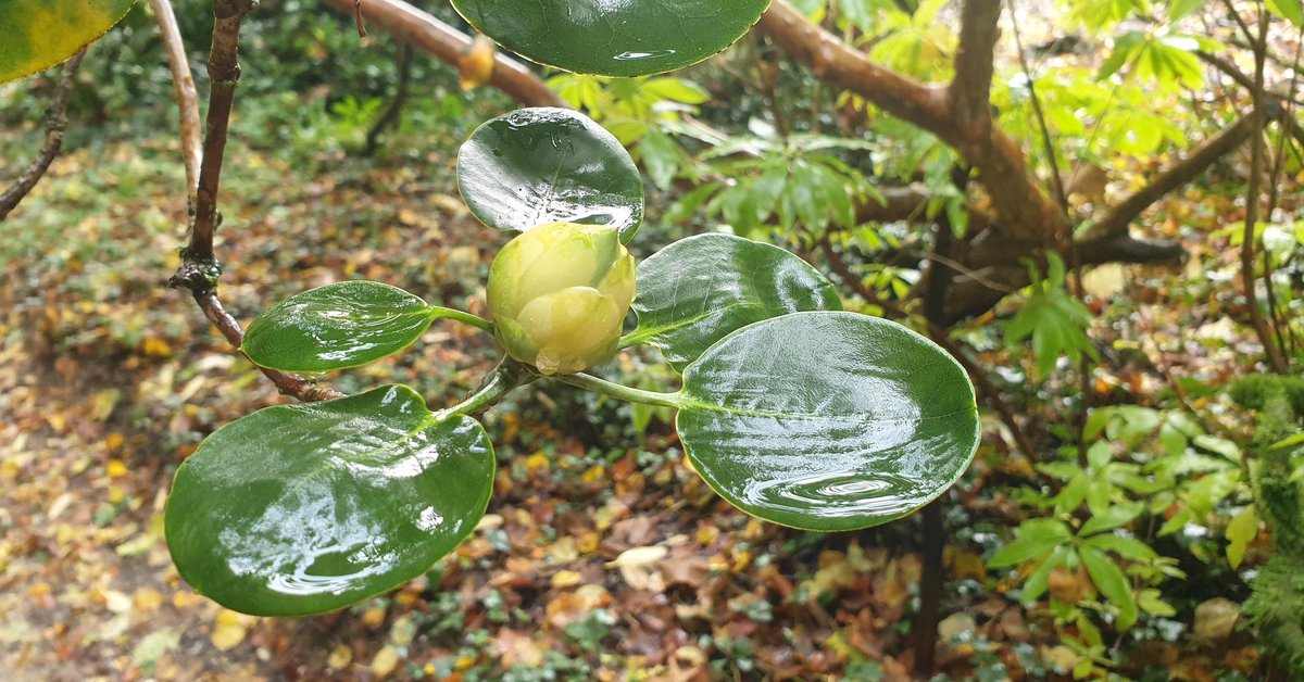 Due to the very strong winds the gardens and Halloween trail will be closed this morning until 12 noon. Sorry for any inconvenience #saturday #SaturdayMorning #dorset #gales #windy