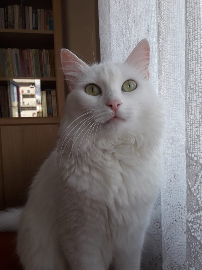 LEYLİM dün gece depremde 4. kattan atlayıp betona düştü. bir süre hareketsiz kaldıktan sonra can havliyle kaçmaya başladı ama enkazların arasında o kaosun çığlıkların içinde bulamadım :( hayattaysa muhtemelen ağır yaralı. BAYRAKLI MANAVKUYU taraflarında gören varsa lütfen ulaşsın