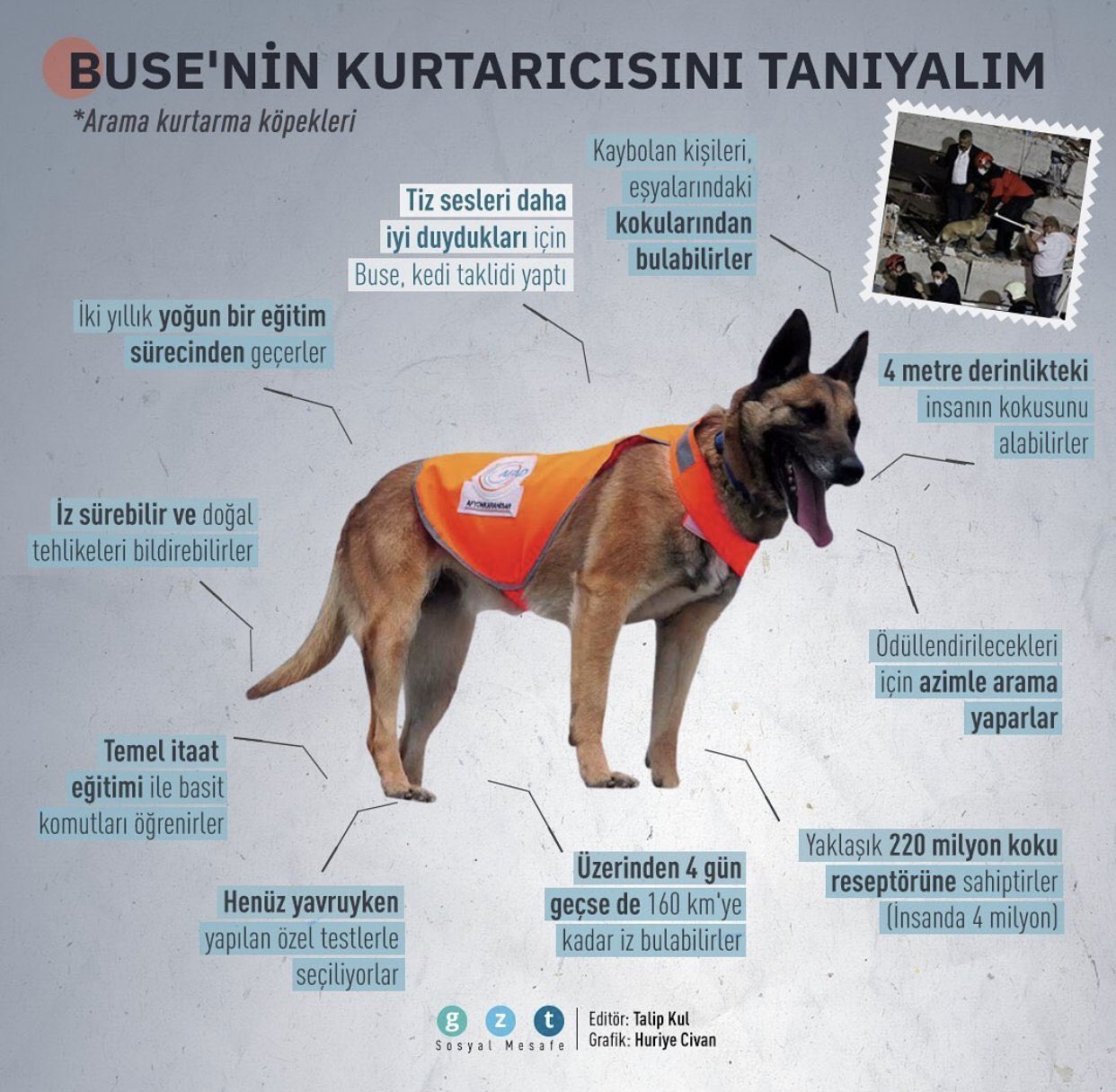 Turk Veteriner Hekimleri Birligi On Twitter Can Dostlarimiz Izmir Depreminde De Yine Yanimizda Onlarin Gercek Degerini Acaba Ne Zaman Anlayacagiz Ve Sahiplenecegiz Buse Https T Co Pwxe74m56f