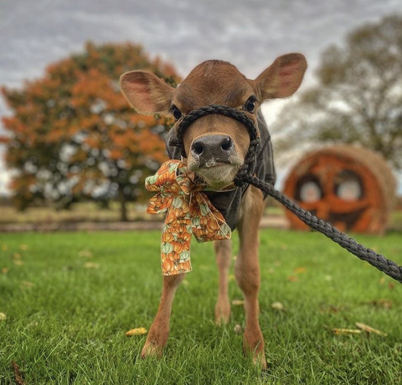 CowoftheDay1's tweet photo. 🗓 31st October 2020
🏷 Instagram/sugarmaplejerseys 
💕 #animaloftheday https://t.co/HS92SDe5Kt