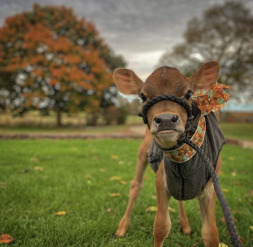 CowoftheDay1's tweet photo. 🗓 31st October 2020
🏷 Instagram/sugarmaplejerseys 
💕 #animaloftheday https://t.co/HS92SDe5Kt